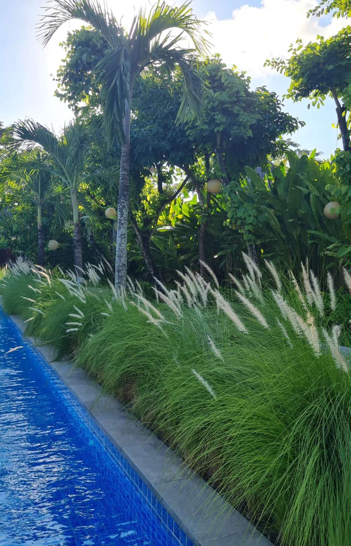 Pool with ornamental grasses and pendant globe lights.