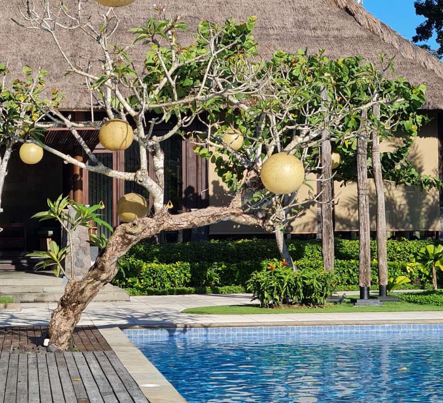 Pool with mature tree and yellow hanging lanterns.