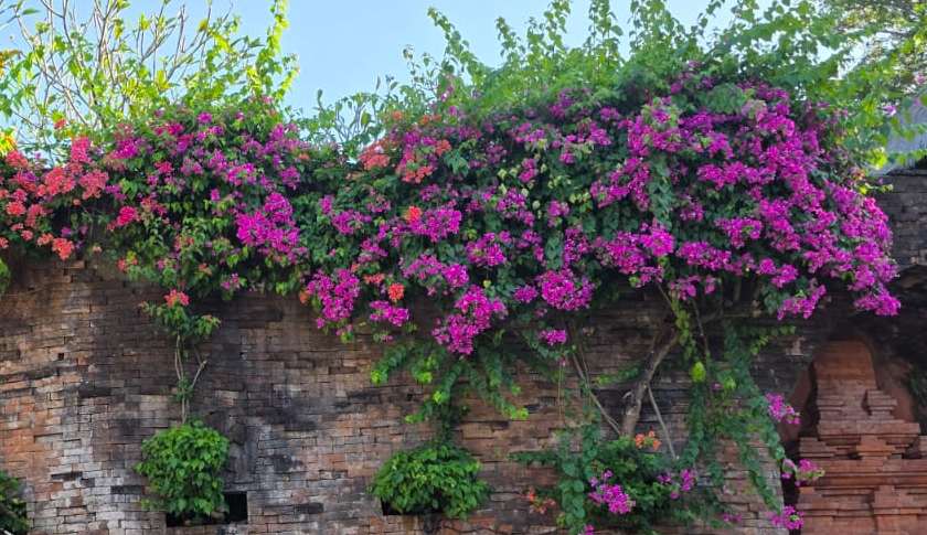 Bougainvillea cascading over a textured brick wall.